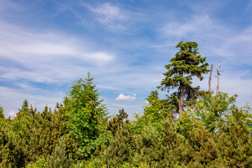 Fototapeta premium Wald im Erzgbirge