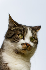 Cats 