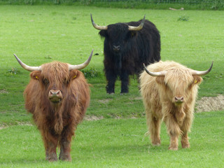 Highland Cows