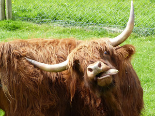 Highland Cow