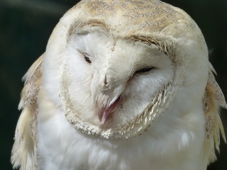 Barn Owl