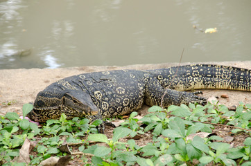 Asian water monitor (Varanus salvator) is on the waterfront