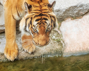 Sumatran Tiger, Panthera tigris sumatrae, 'small' big cat is at a watering place. Origin is Indonesian island of Sumatra