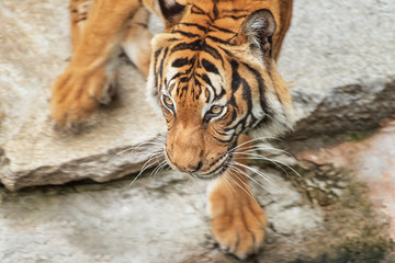 Sumatran Tiger, Panthera tigris sumatrae, 'small' big cat gets down to the water. Origin is Indonesian island of Sumatra