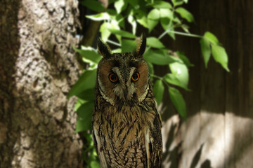 Owl on branch