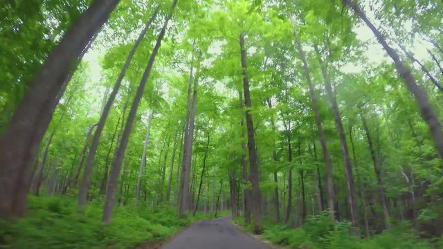 157 Deep forest tall trees drive time lapse