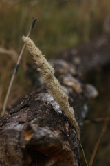 Dry grass on the background of a fallen tree