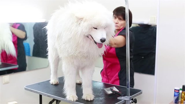 Woman combing a white dog breed Samoyed.