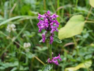 violett blühende Blume auf Alpenwiese