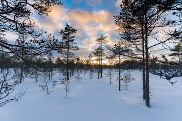 Beautiful winter landscape with trees and snow.