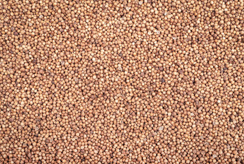 Organic Dried coriander seeds closeup background texture