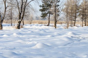 Winter in the forest