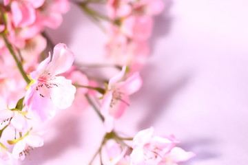 桜の花と余白(白背景) 