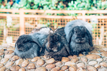 The cute rabbits are resting in garden.