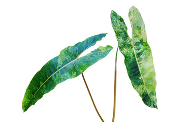 Variegated Foliage Leaves of Philodendron Plant Isolated on White Background © masummerbreak
