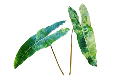 Foto op Canvas Variegated Foliage Leaves of Philodendron Plant Isolated on White Background © masummerbreak