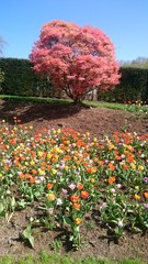 Spring red yellow orange colorful blooming flowers with pink blooming tree