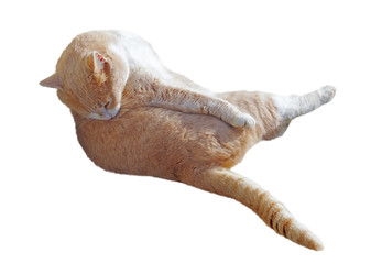 portrait of ginger-white cat