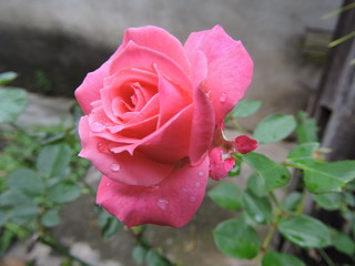 Rosa
