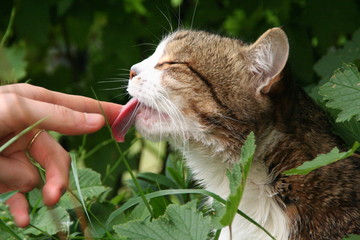 Squinting cute cat portrait licking finger