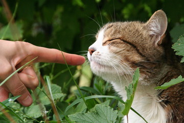 Squinting cute cat portrait smelling finger