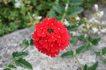 Blooming red spring summer flower