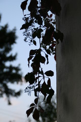 Dark leaf branch on wall silhouette