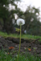 Dandelion with seeds closeup portrait