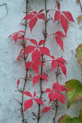 Autumn red leafs plant on white wall