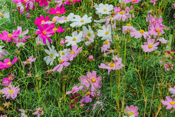 Obraz premium Colorful of Sulfur Cosmos flowers on a rack decorate in park.