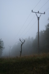 Power lines in foggy forest