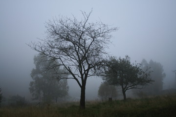 Tree on a foggy meadow