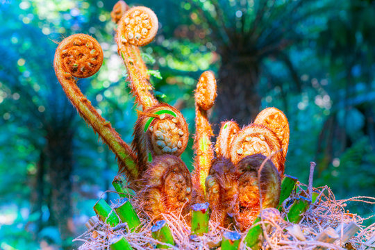 Bright sun through canopy above to curled shapes of ponga fern