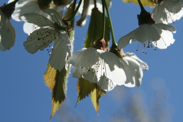 Spring blooming apple tree closeup macro flower