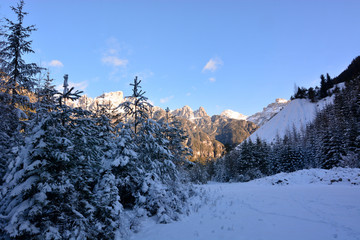 winter landscape with trees and snow