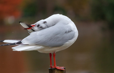 Gaviota peinando las plumas