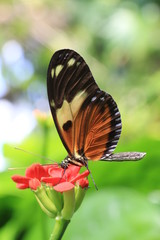 Tiger longwing butterfly