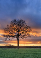 Fototapeta na wymiar Countryside landscape with a beautiful tree and colorful sunset, Weelde, Flanders, Belgium