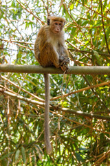 Single toque macaque monkey sitting on a bamboo branch, Peradeniya, Sri Lanka