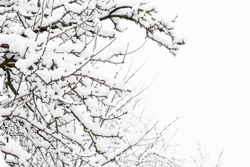 Branches of trees covered with snow