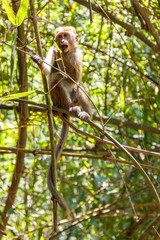 Fototapeta na wymiar Single toque macaque monkey eating on a bamboo branch, Peradeniya, Sri Lanka