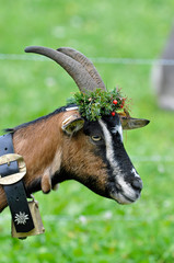 ziege mit halsband und kopfschmuck