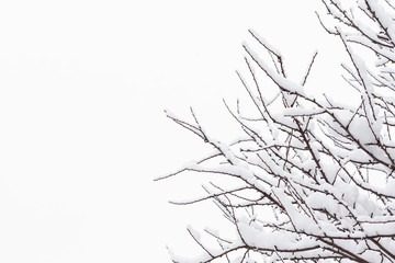 Branches of trees covered with snow