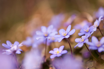 Pennywort Flowers
