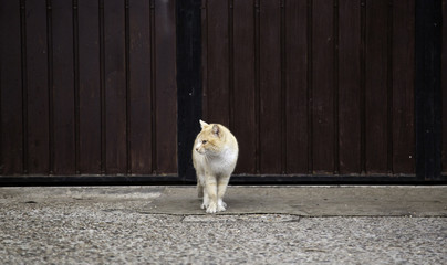 Cats abandoned street