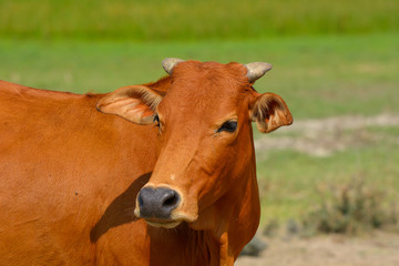 Head shot of brown cow in the sunny day