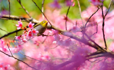 The white-eyed bird is on the cherry tree,Is a local bird in Asia