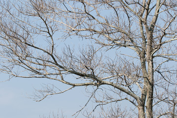 Obraz premium Dead Branch Abstract 02