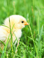Portrait of a little chicken in green grass