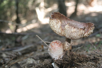 funghi2015